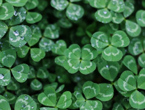 7 Tips for Staying Sober on St. Patrick's Day